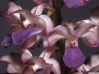 rhynchostylis_coelestislw_1det1_small.jpg