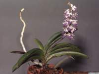 rhynchostylis_coelestislw_hab1_small.jpg