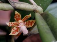 trichoglottis_retusakp1_small.jpg