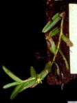 trichoglottis_retusapo_44img0019_small.jpg