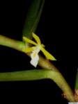 trichoglottis_retusapo_44img0020_small.jpg