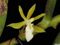 trichoglottis_retusapo_45img0078_small.jpg